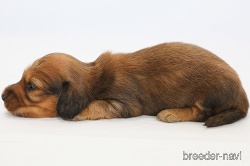 成約済の神奈川県のミニチュアダックスフンド(ロングヘアード)-313808の2枚目